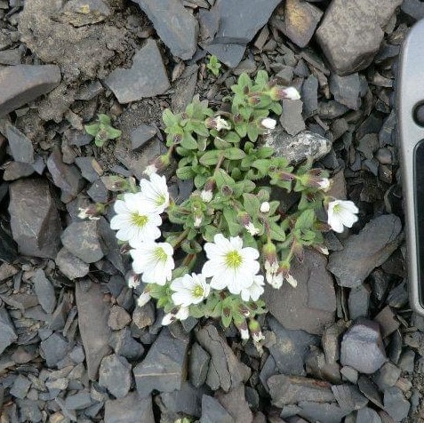 A low growing herbaceous plant on a rocky substrate. The leaves are small, simple and pointed and are opposite each other on the stem. There are flower buds from the top of each stalk with a purple tinge to them. The flowers are white with a bifucated tip.